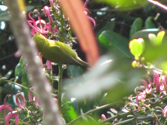 Kaua`i `Amakihi