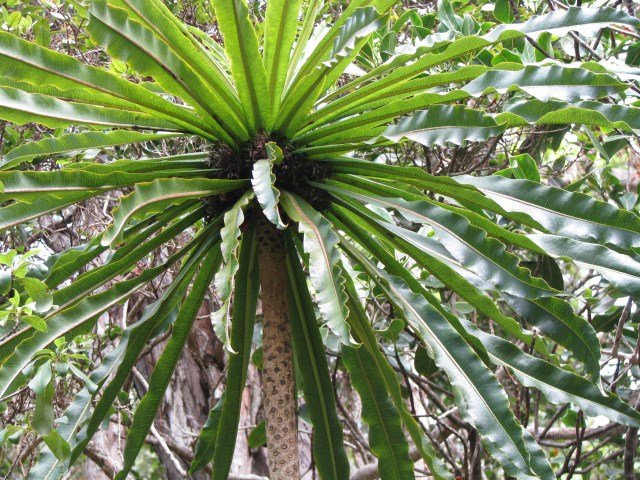 Cyanea leptostegia Nature Pics 265