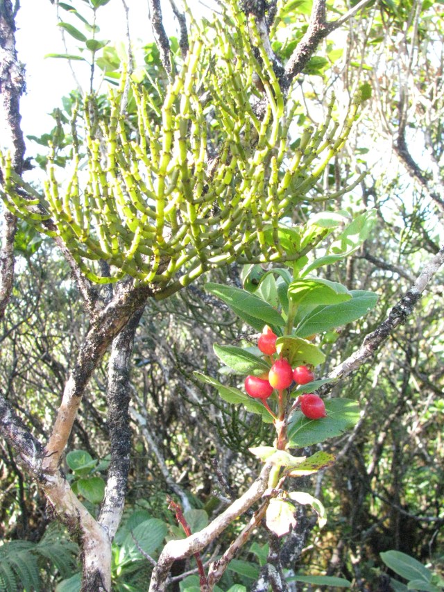 Korthalsella cylindrica