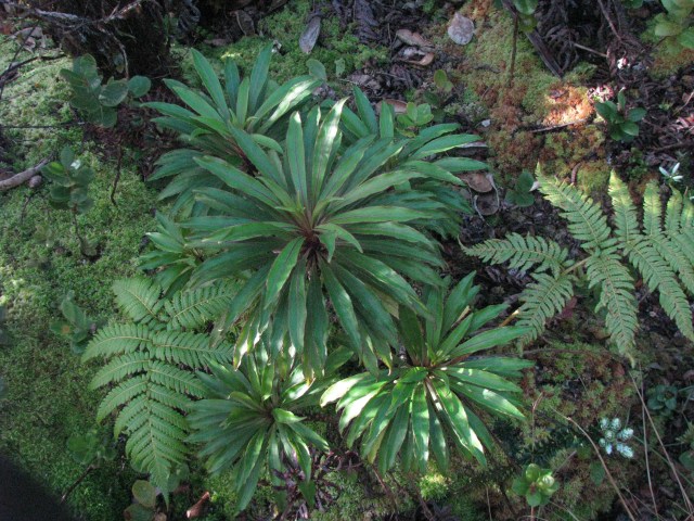 Trematolobelia macrostacys