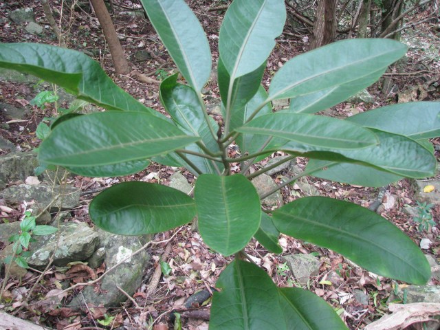 Charpentiera tometosa