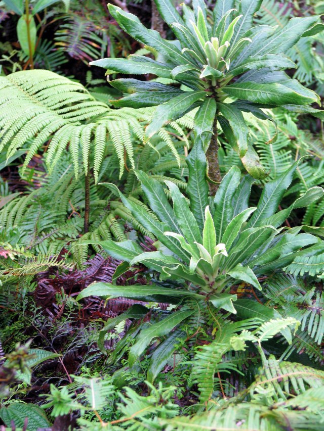 C_koolauensis_061111