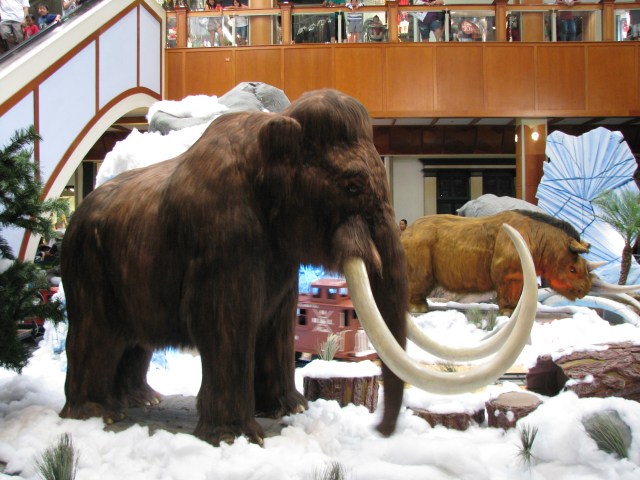 Mammuthus & Coelodonta