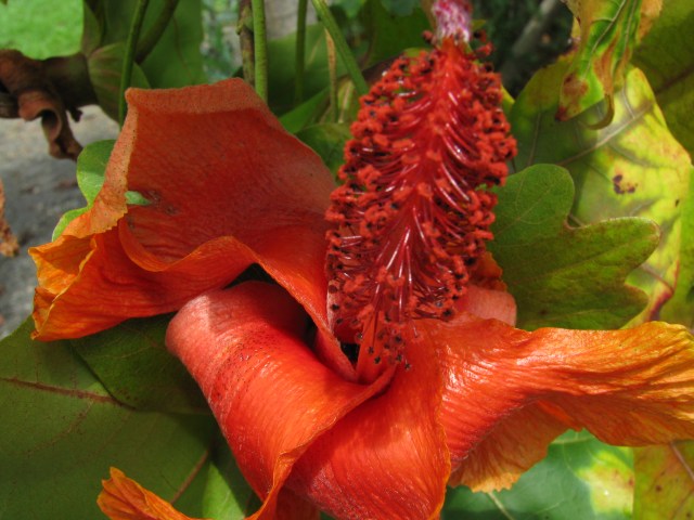 Kokia flower