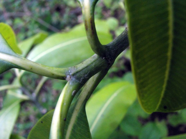 Holei stems