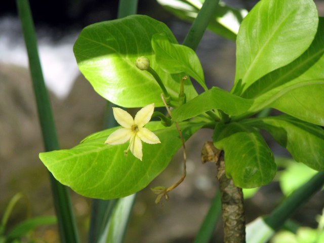 Brighamia insignis