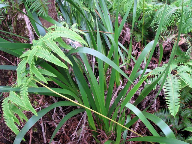 Machaerina angustifolia