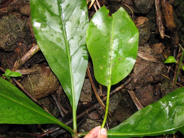 Papala kepau leaves