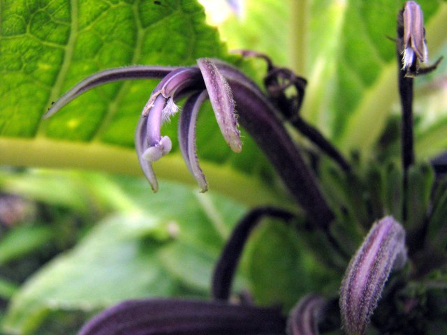 Cyanea crispa flowers