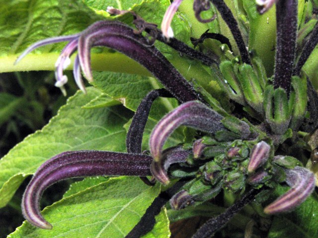 Cyanea crispa flowers