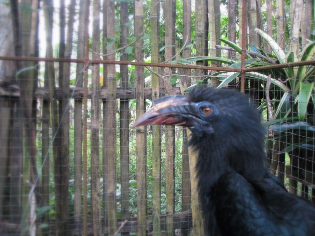 Tarictic Hornbill