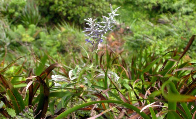 Lobelia oahuensis