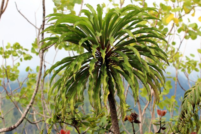 Trematolobelia macrostacys