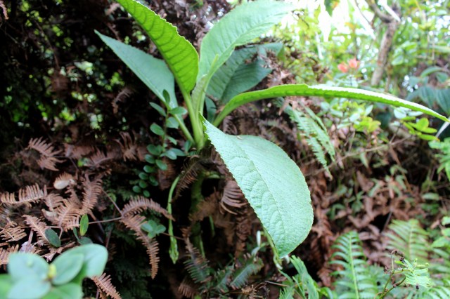 Cyanea humboltdiana