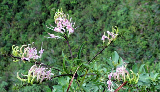 Trematolobelia macrostacys