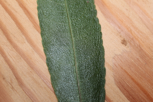 C. persicifolia lau