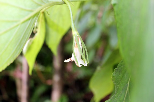Cyrtandra flower