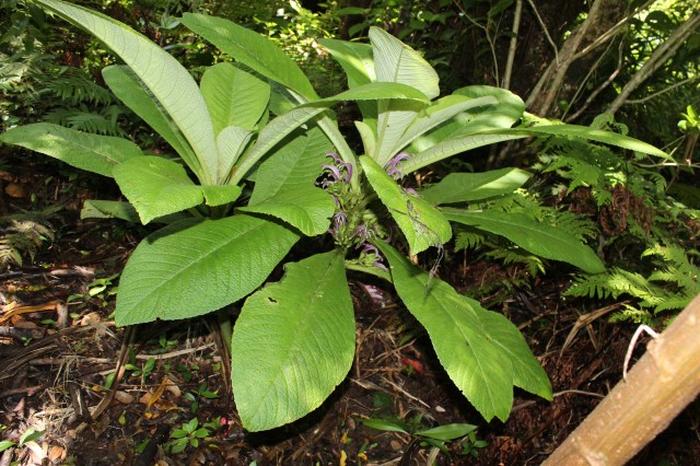 Cyanea crispa flowers