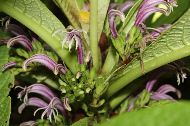 cyanea crispa flowers