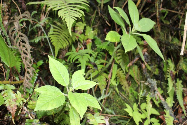Cyanea acuminata