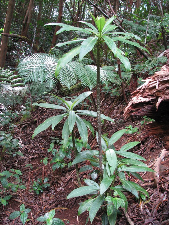 Cyanea lanceolata
