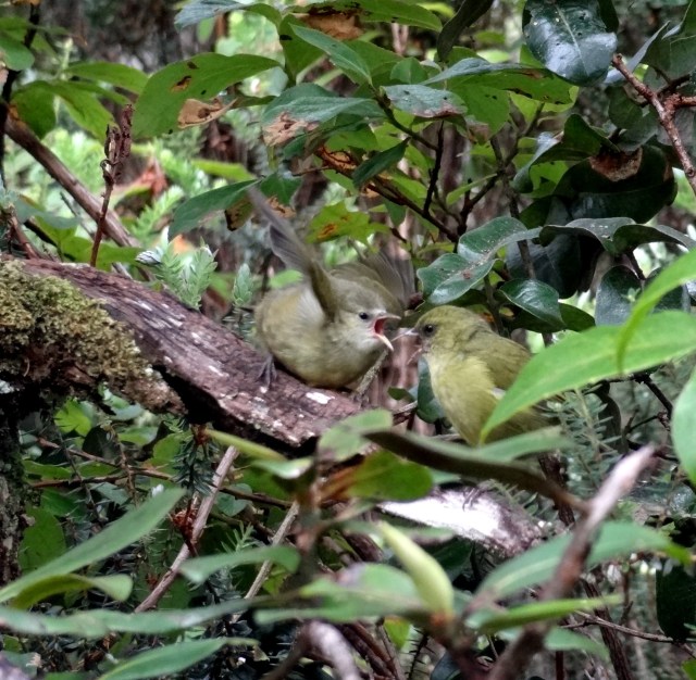 courtesy of Glenn Meltzer