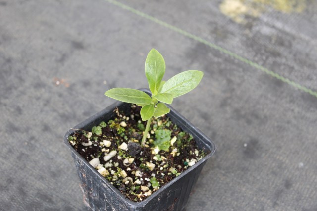 seedling 3