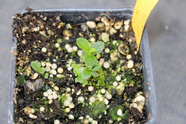 seedling 1