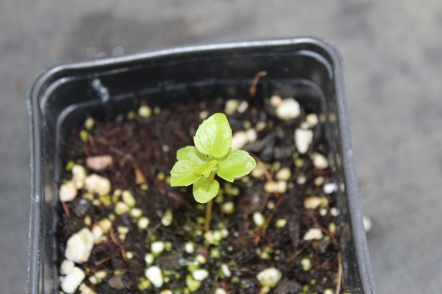 seedling 2