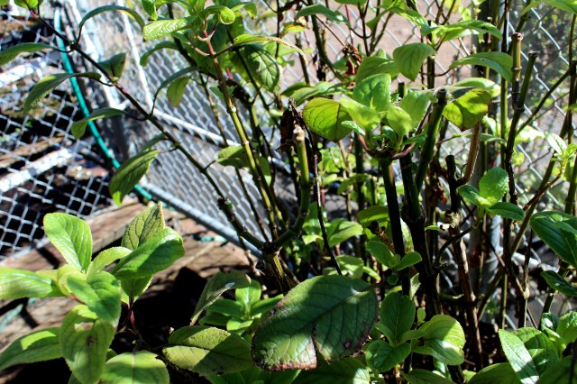 Phyllostegia brevidens