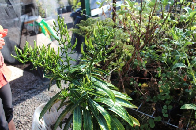 Trematolobelia grandifolia