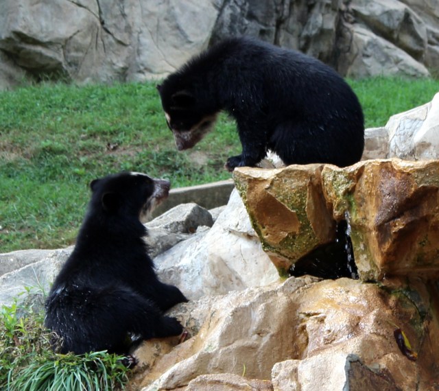 spectacled bears