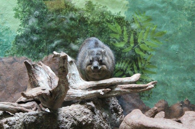 rock hyrax