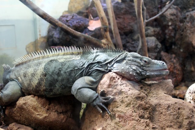 blue iguana