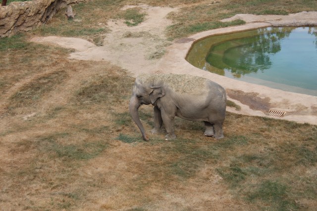 asian elephant
