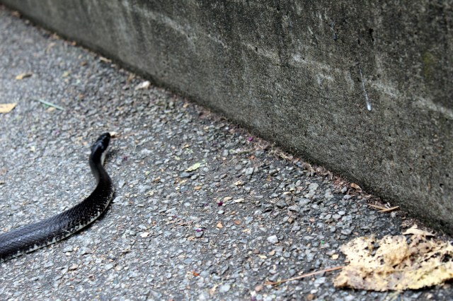 black ratsnake