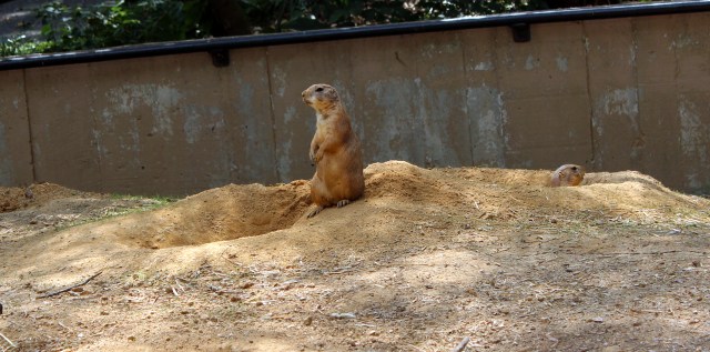 prarie dog