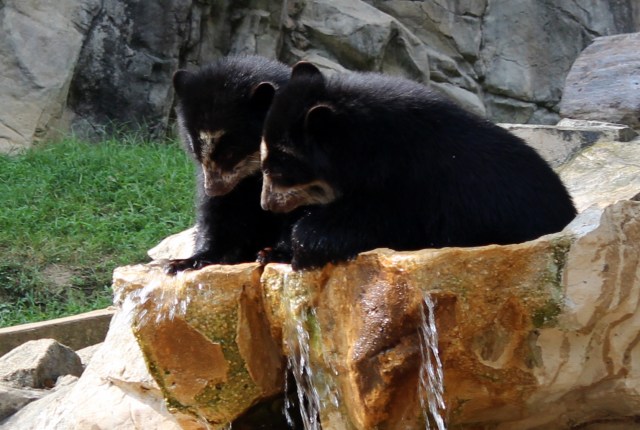 spectacled bear cubs