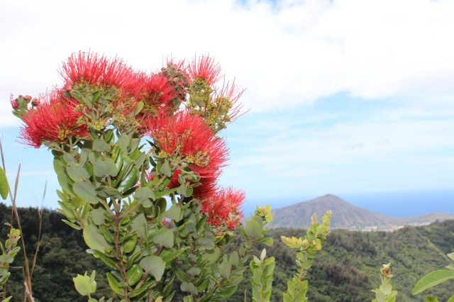 'Ohi'a flowers