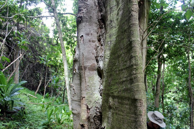 lonomea trunk