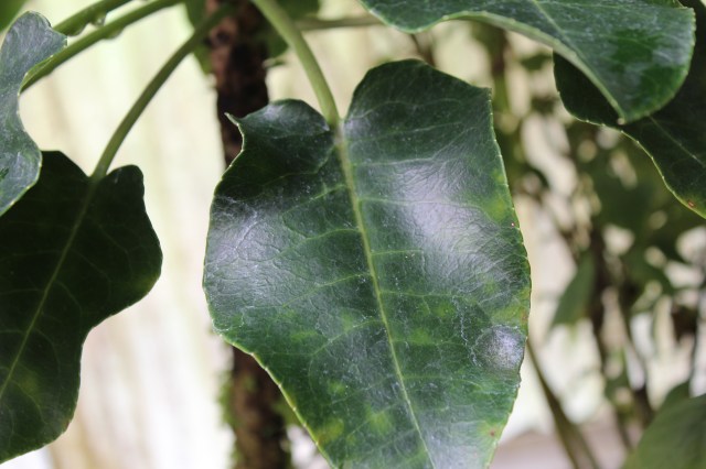 Cyanea asarifolia leaf