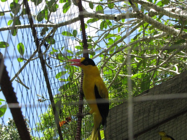 Black naped Oriole