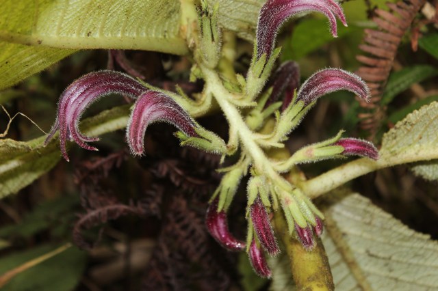 miliohu inflorescence