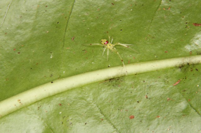Happy-faced Spider