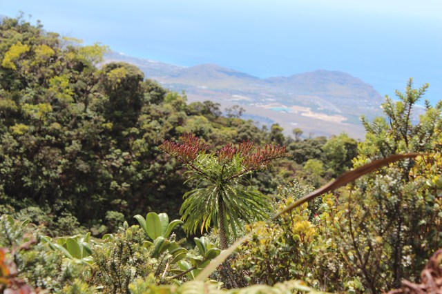 Trematolobelia kaalae