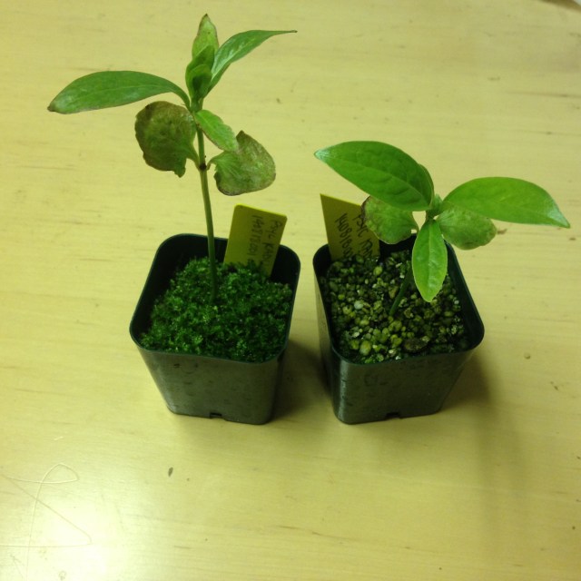 Psychotria longissima