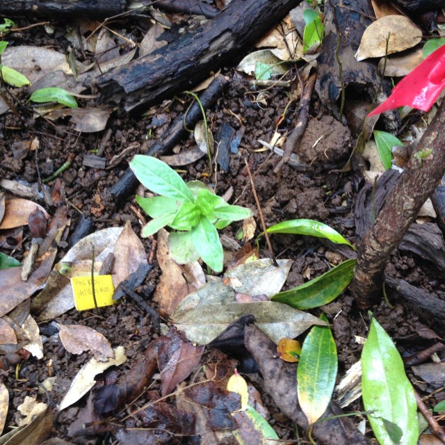 outplanted Psychotria longissima