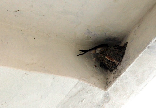 swallow nest