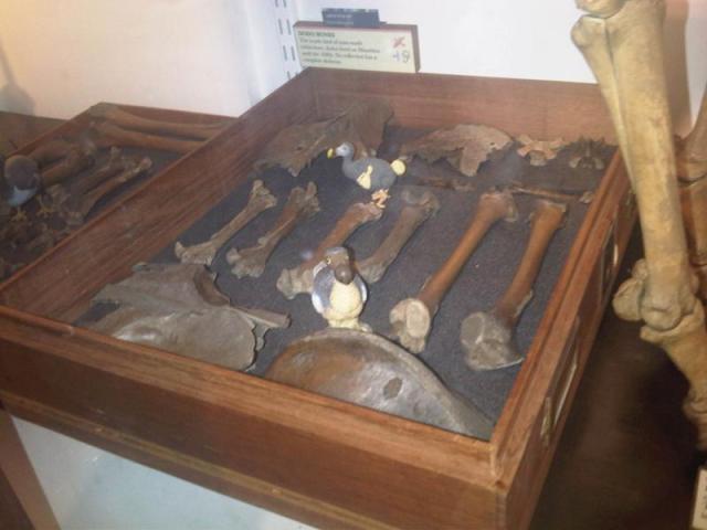 Ma_-_Raphus_cucullatus_-_GMZ_2