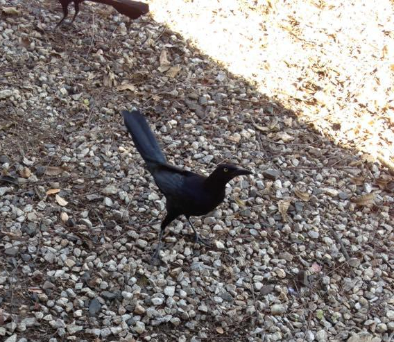grackle